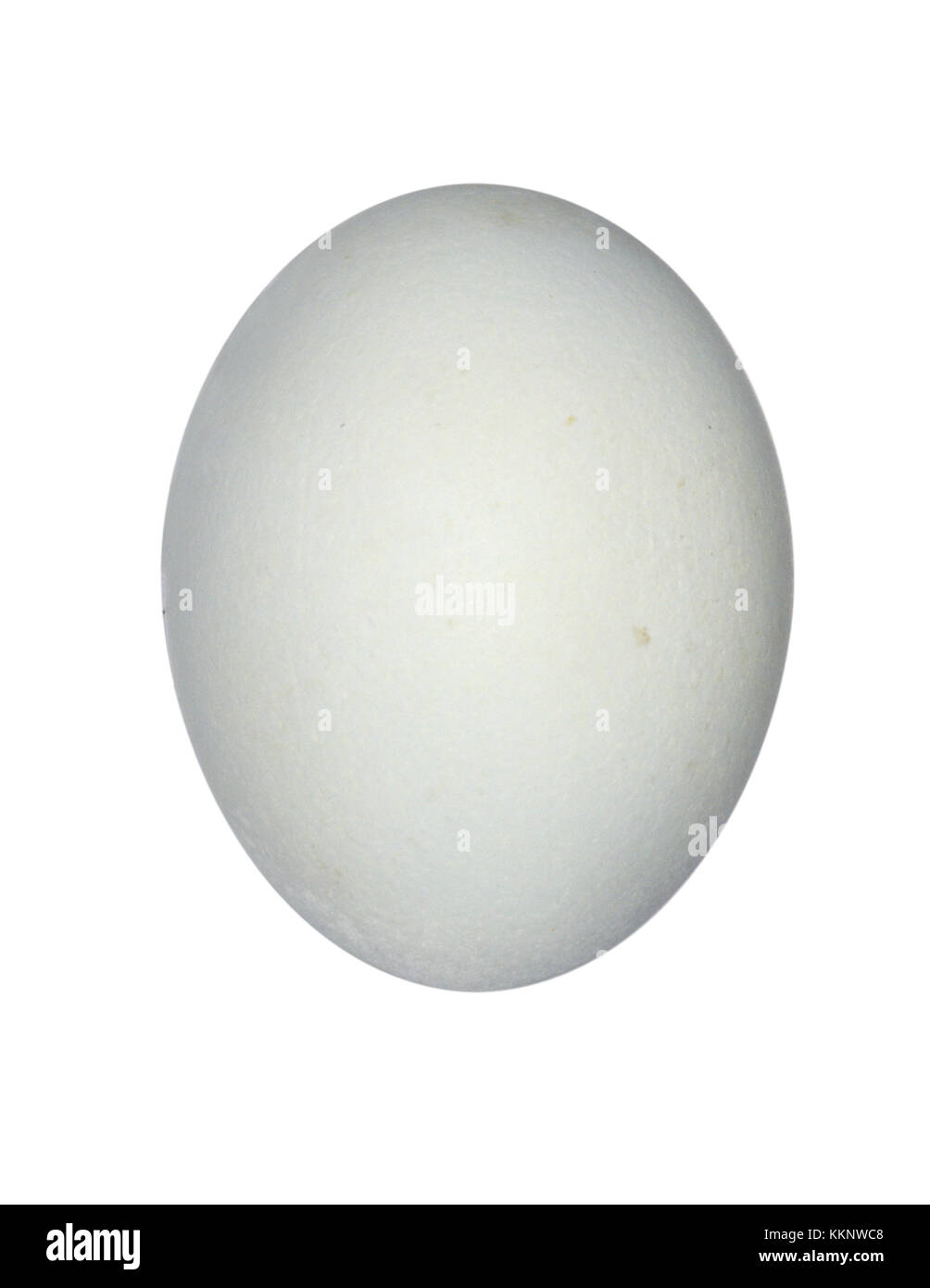 Airone rosso - Ardea purpurea Foto Stock