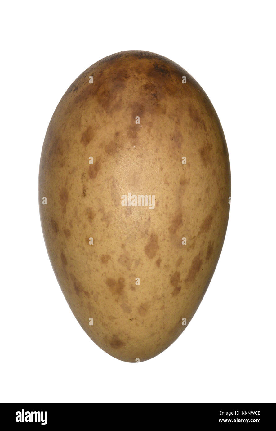 Comune - gru grus grus Foto Stock