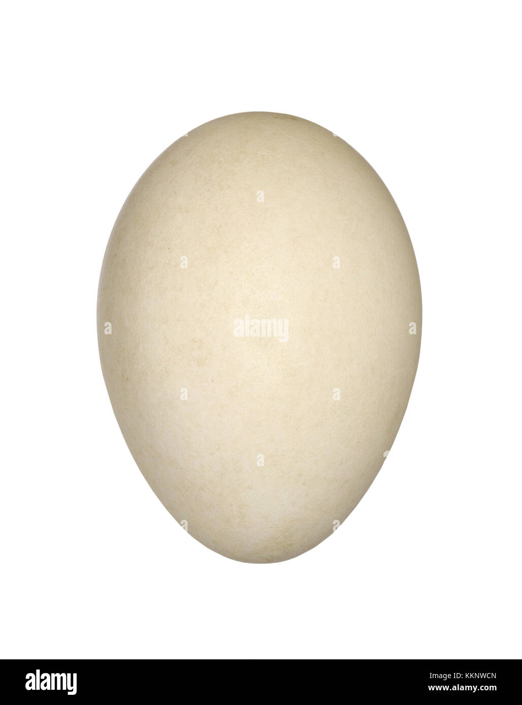 Canada Goose - Branta canadensis Foto Stock