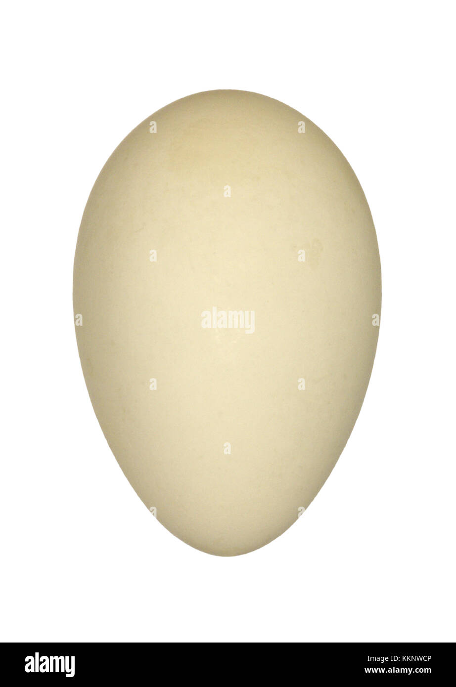 Eider - Somateria mollissima Foto Stock