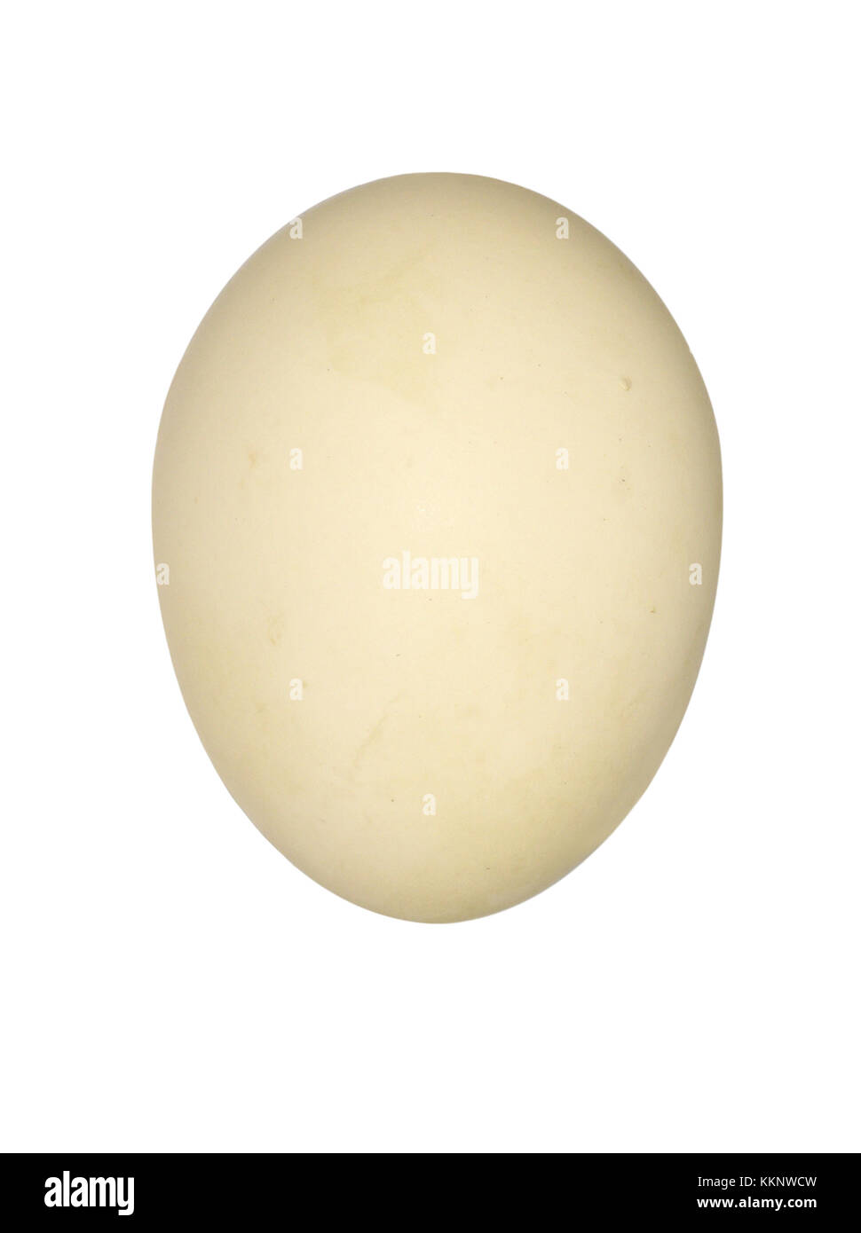 - Canapiglia Anas strepera Foto Stock