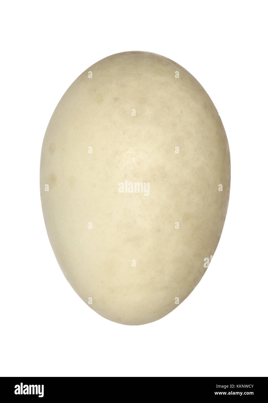 Goldeneye - Bucephala clangula Foto Stock