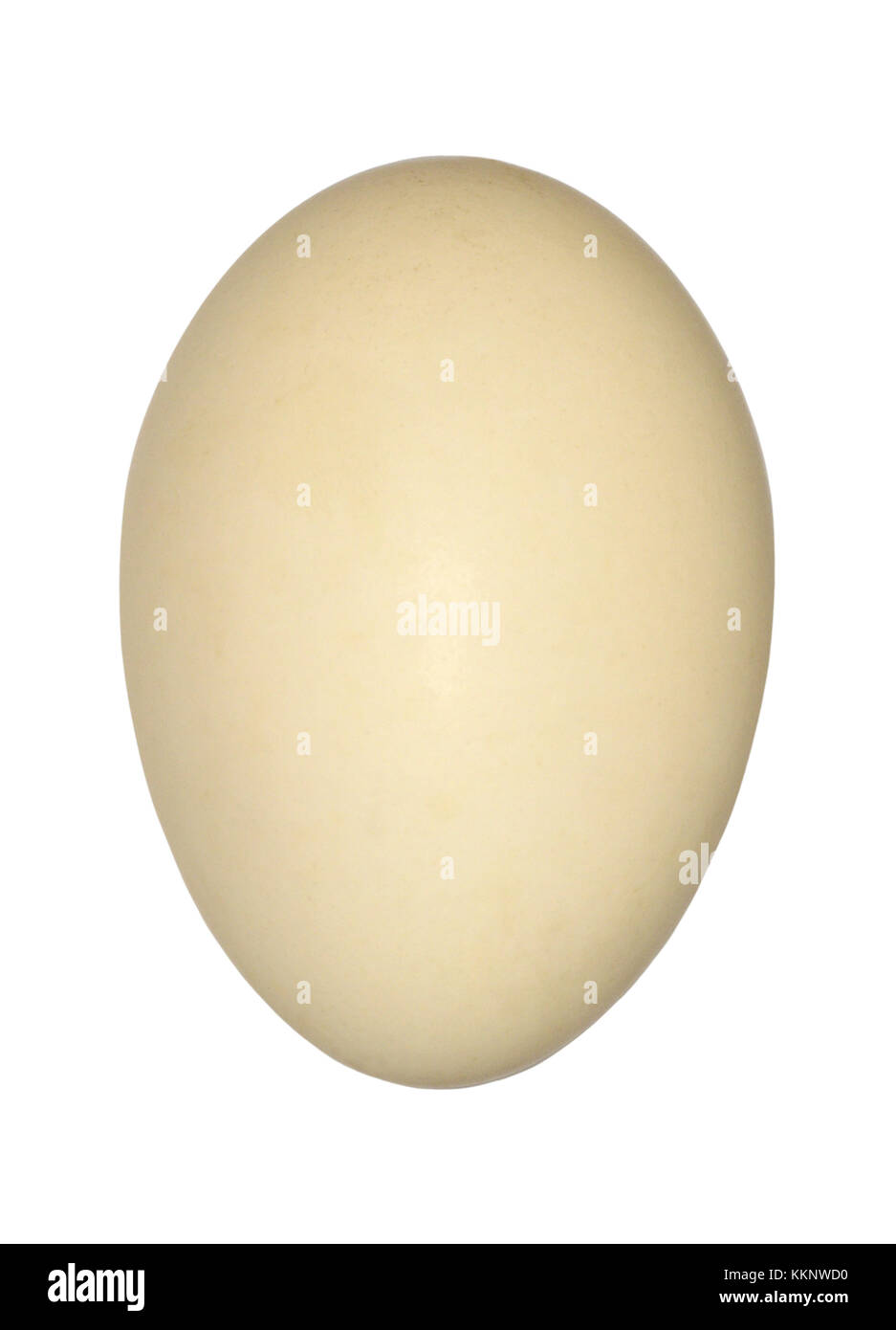 - Smergo maggiore Mergus merganser Foto Stock