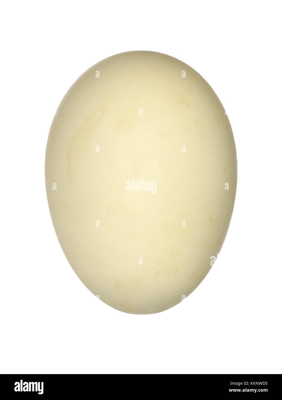 Long-tailed duck - clangula hyemalis Foto Stock