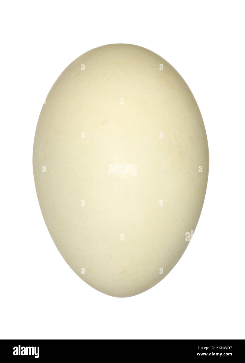 Germano reale - Anas platyrhynchos Foto Stock