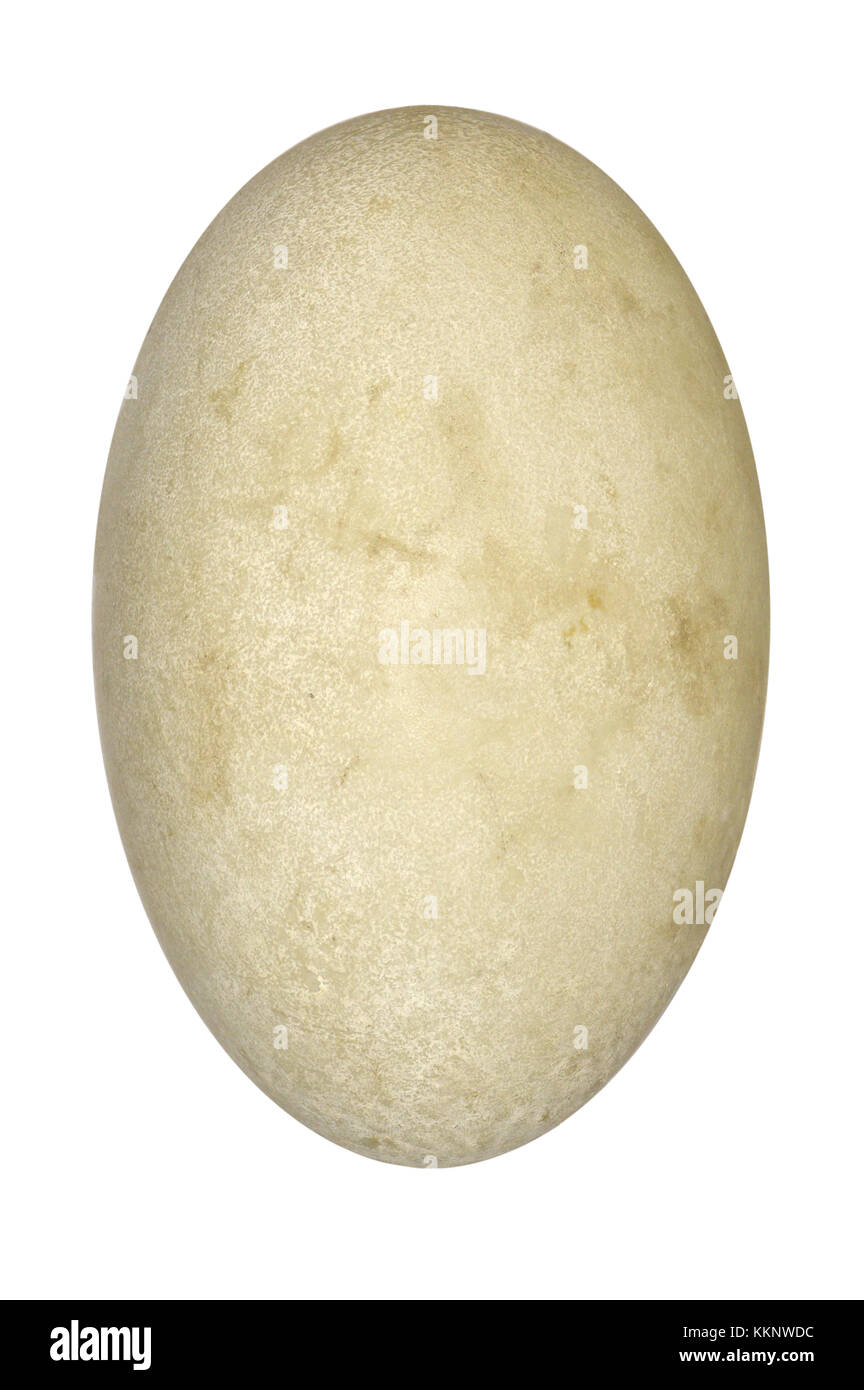 Cigno - Cygnus olor Foto Stock