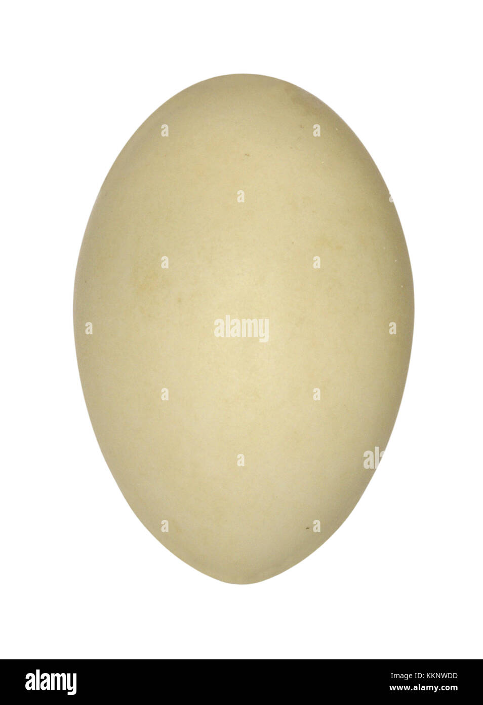 Pintail - Anas acuta Foto Stock