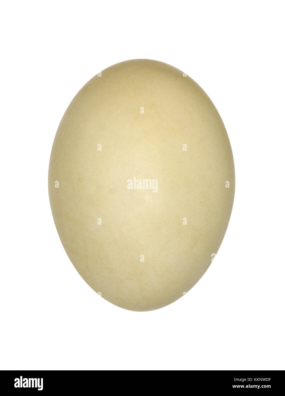 - Pochard Aythya ferina Foto Stock