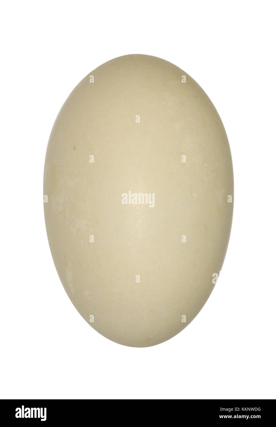 Maggiore scaup - aythila marila Foto Stock