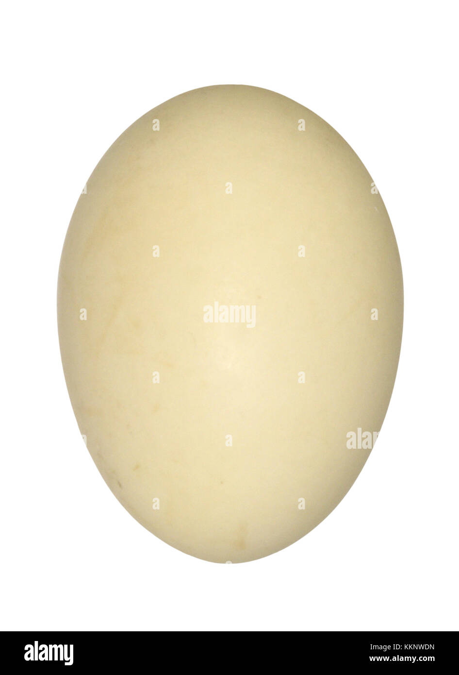 - Mestolone Anas clypeata Foto Stock