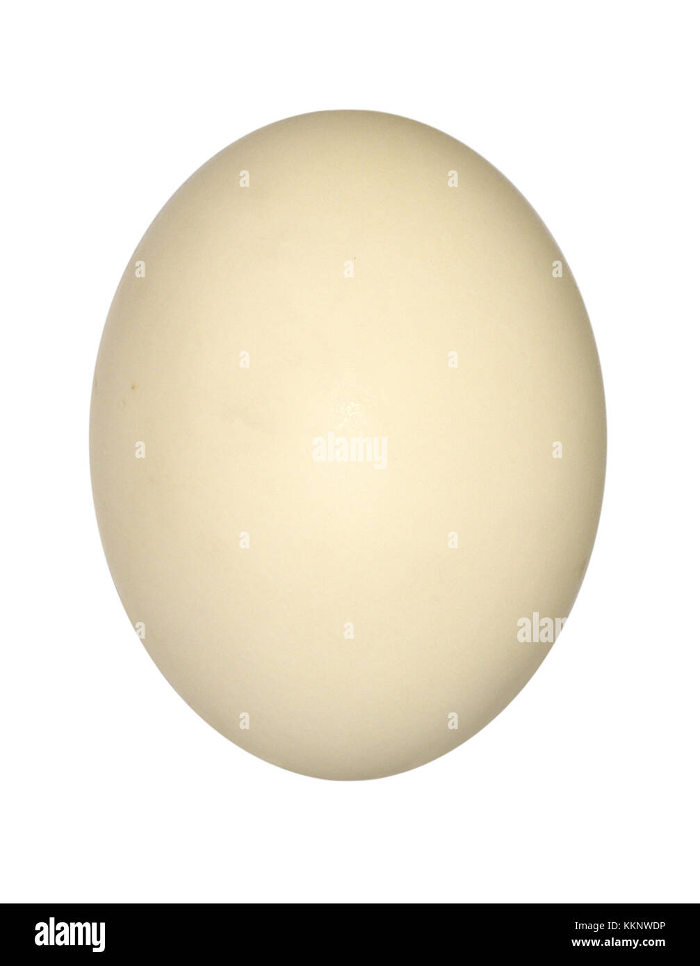 - Shelduck Tadorna tadorna Foto Stock