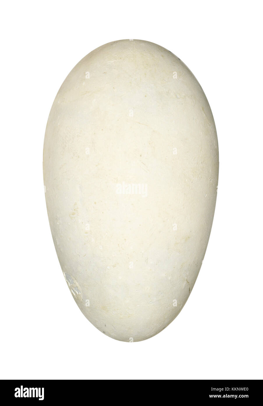 Il marangone dal ciuffo - phalacrocorax aristotelis Foto Stock