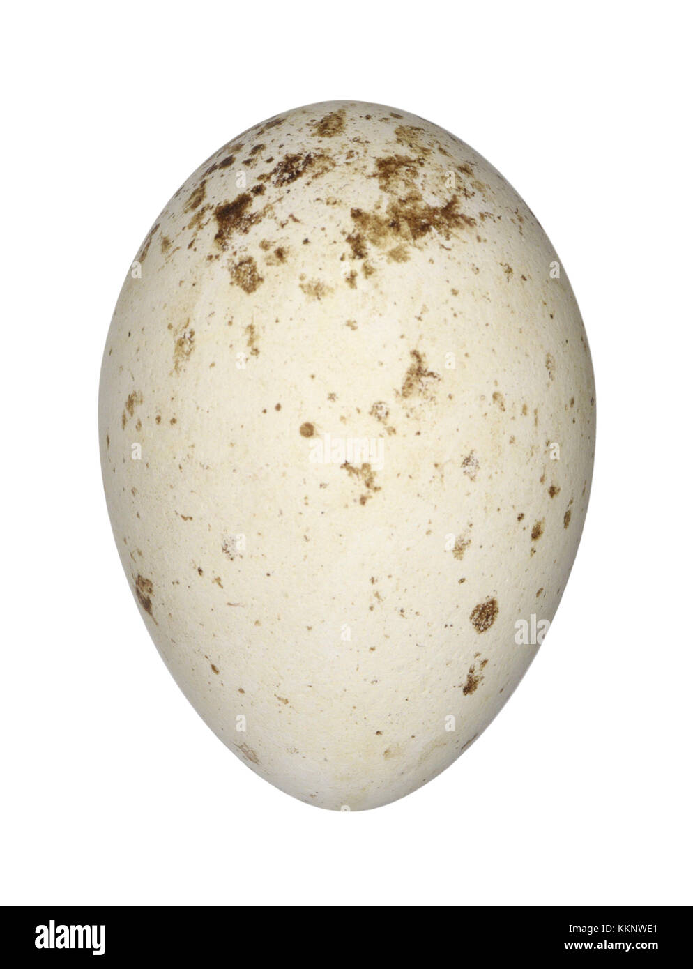 Spatola - platalea alba Foto Stock