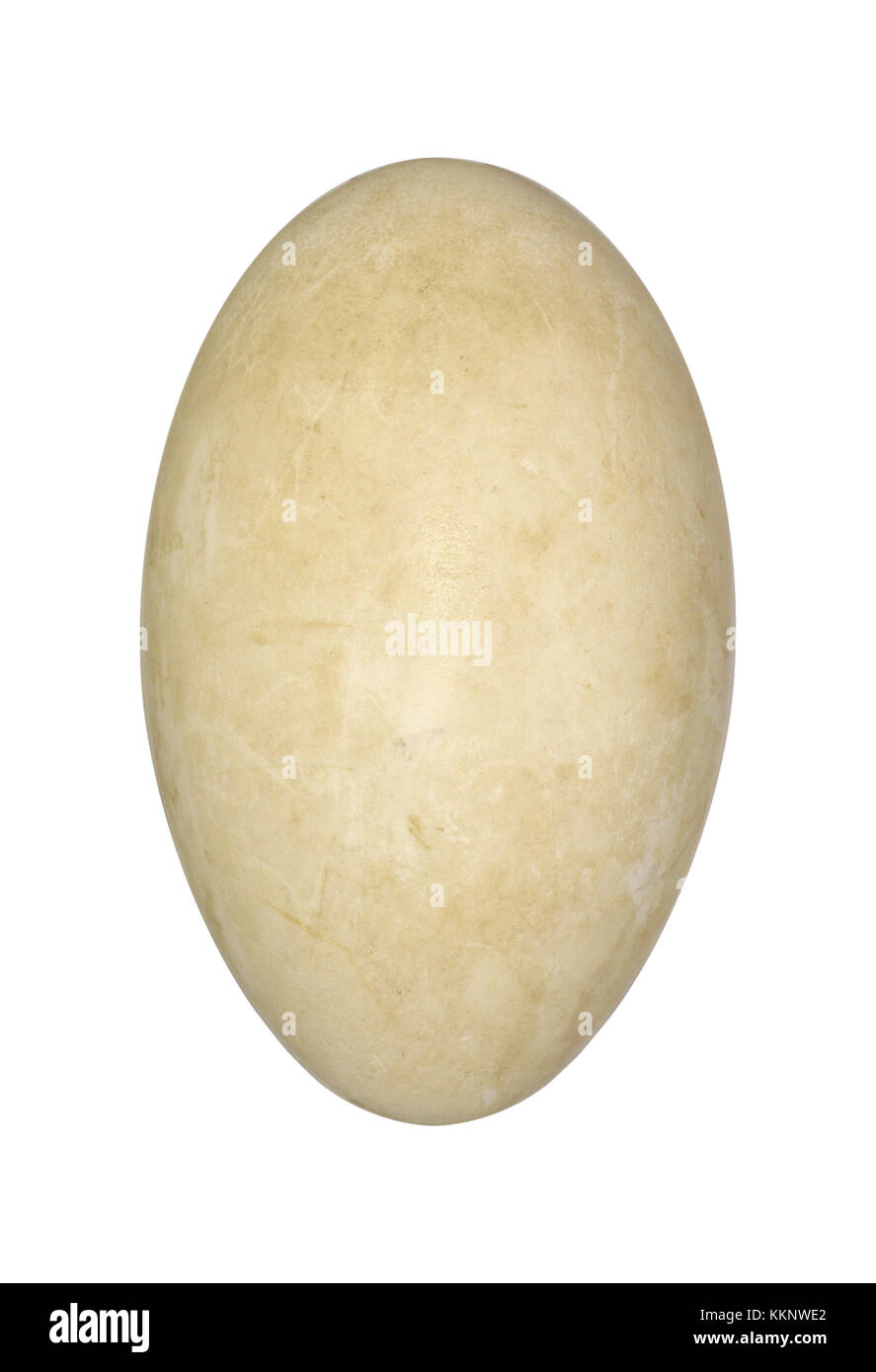 Whooper swan - cygnus cygnus Foto Stock