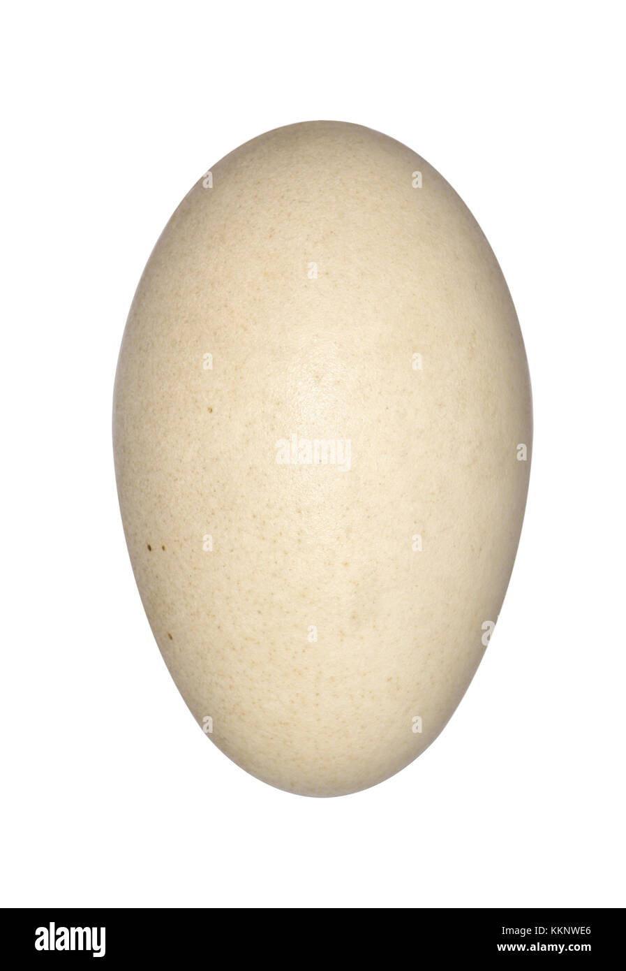 Cicogna bianca - Ciconia ciconia Foto Stock