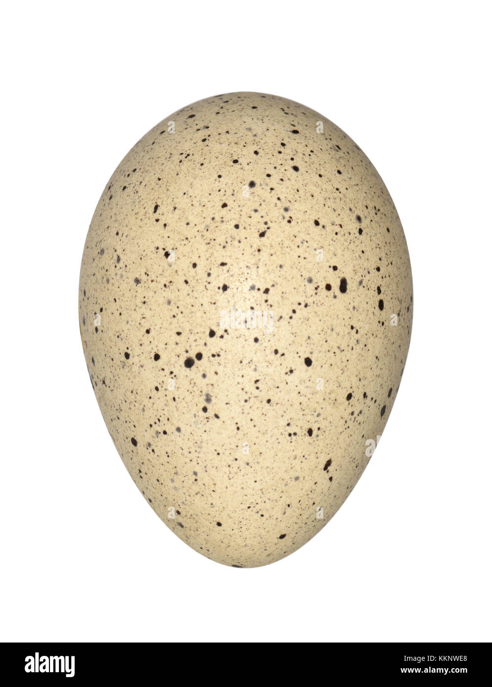 La folaga - fulica atra Foto Stock