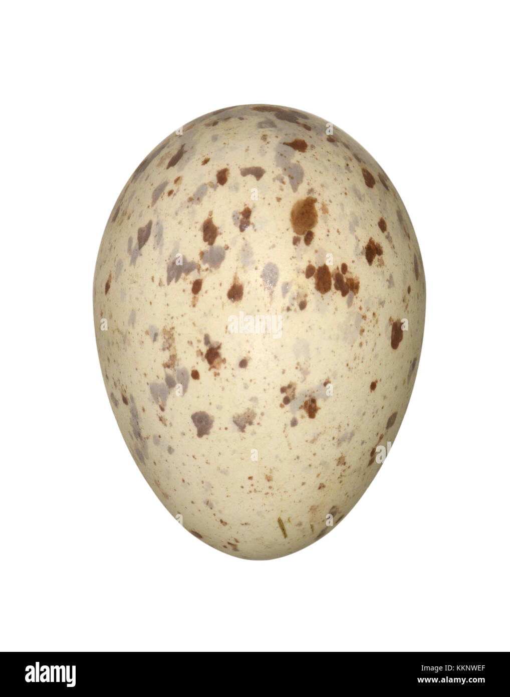 Re di quaglie - crex crex Foto Stock