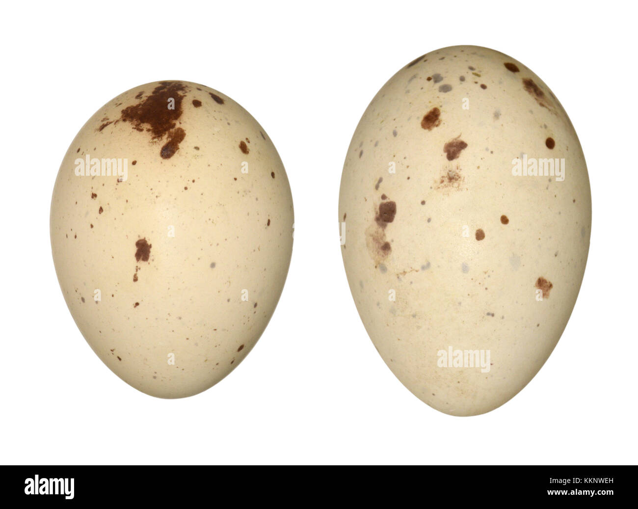 Acqua - rail rallus aquaticus Foto Stock