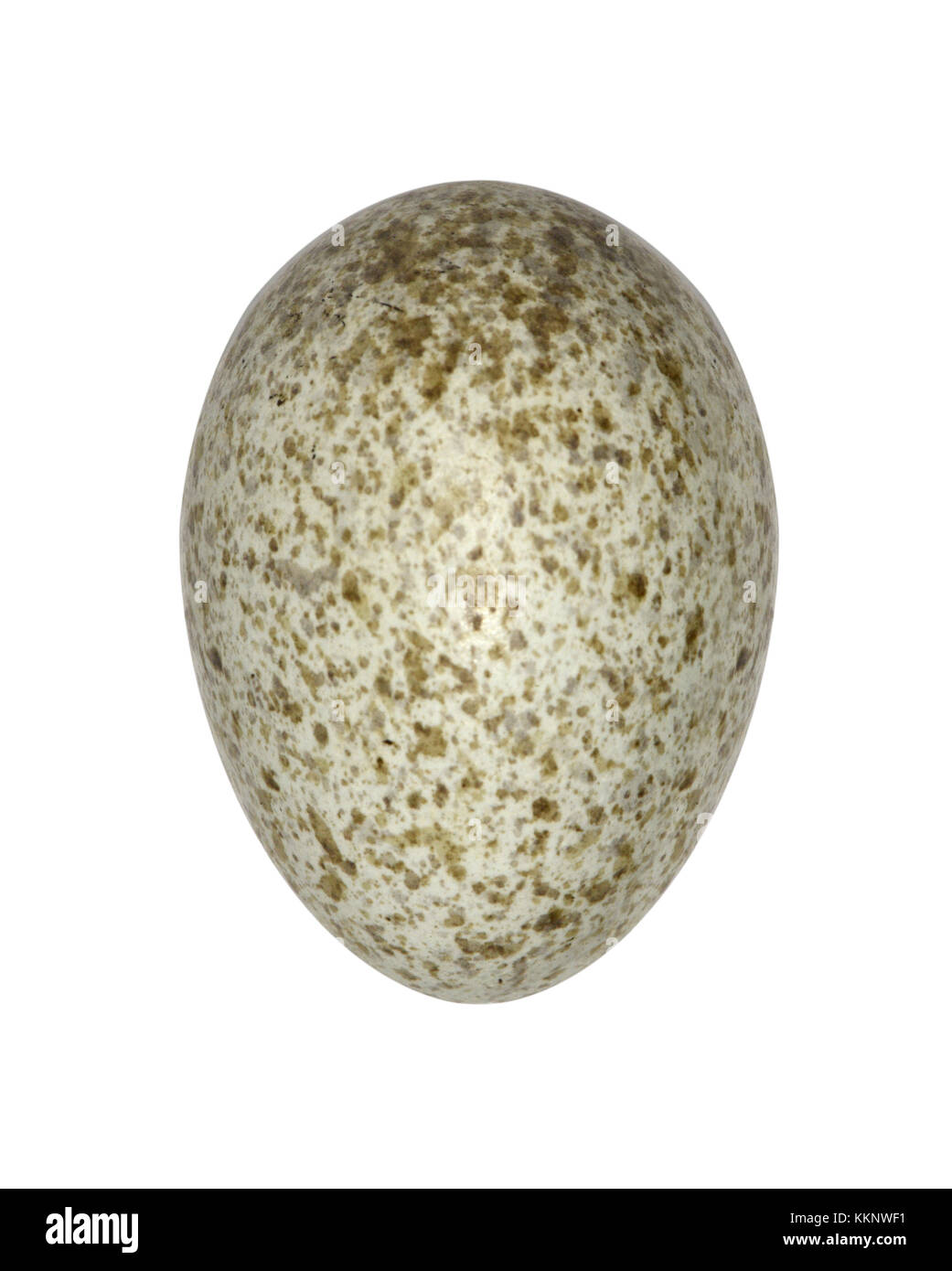 Grande cuculo maculato - clamator glandarius Foto Stock