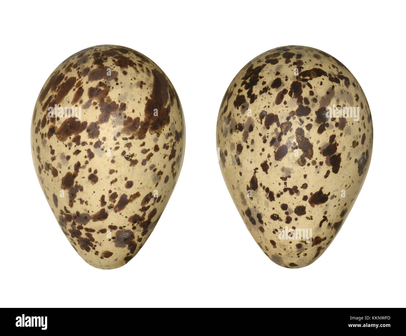 Greenshank - tringa nebularia Foto Stock