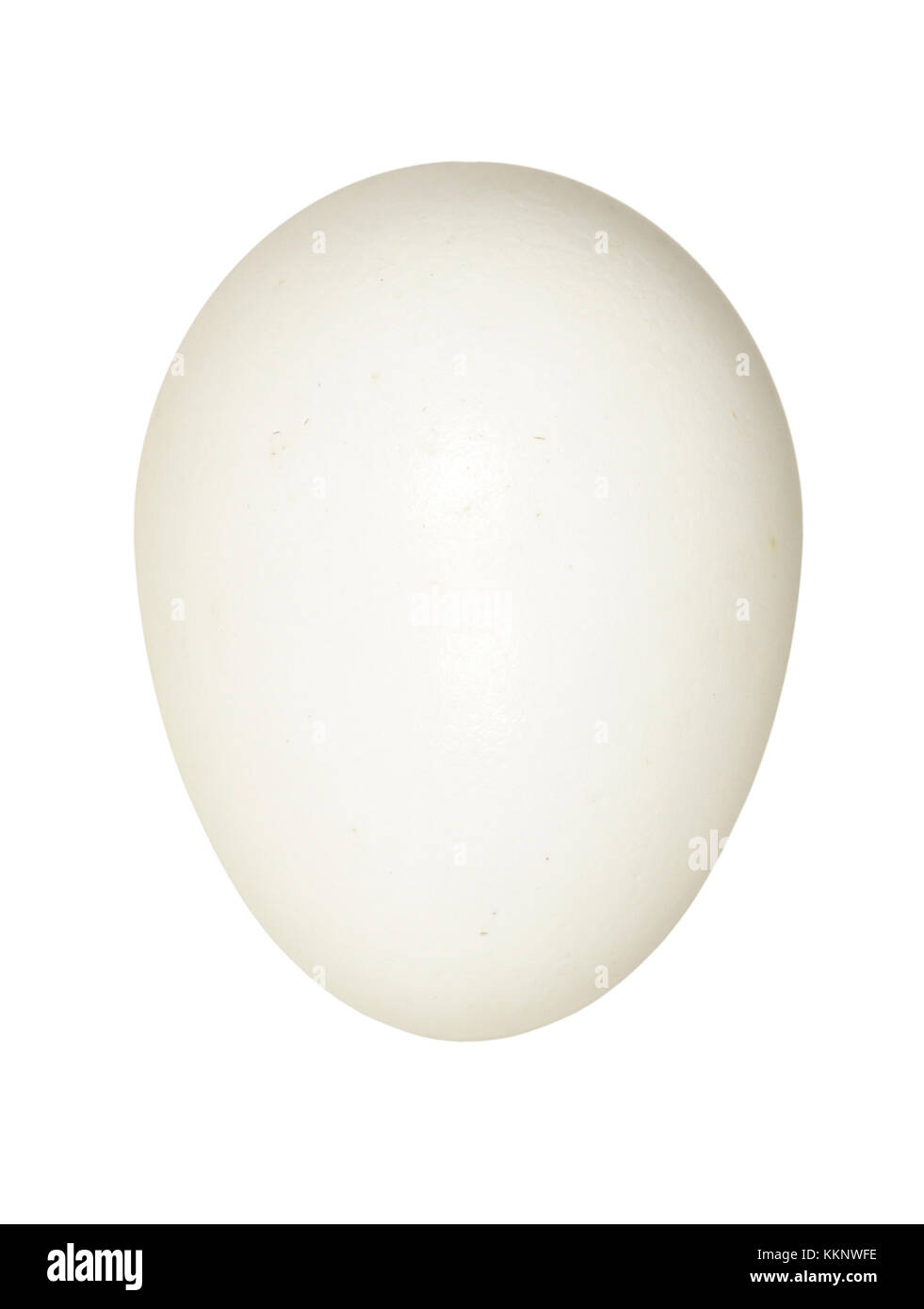 Spasmodico - jynx torquilla Foto Stock