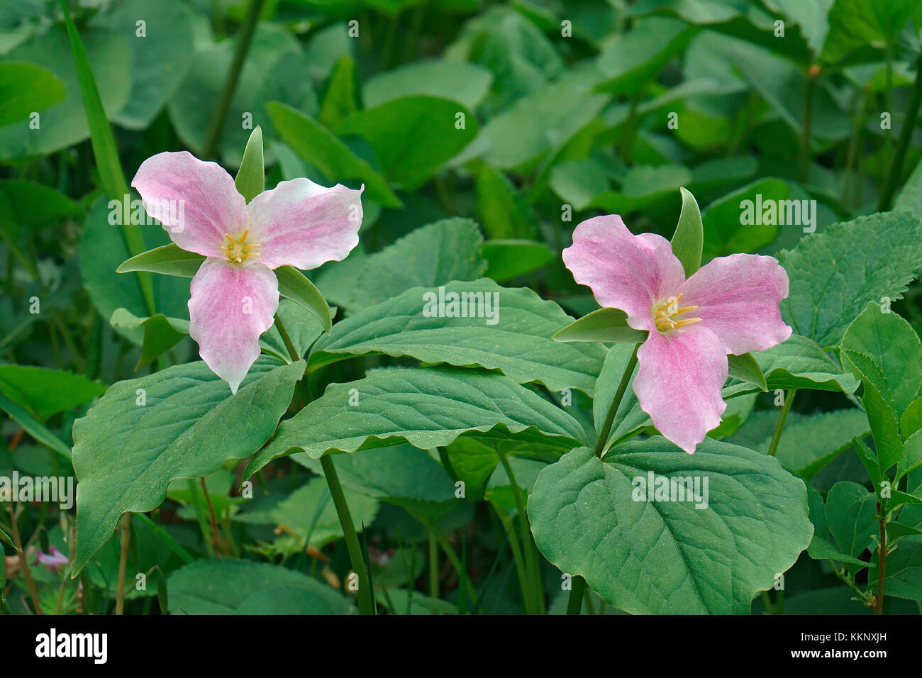 Bianco (trillium trillium grandiflorum). chiamato a fiore grande trillium, great white trillium e wake-robin anche Foto Stock
