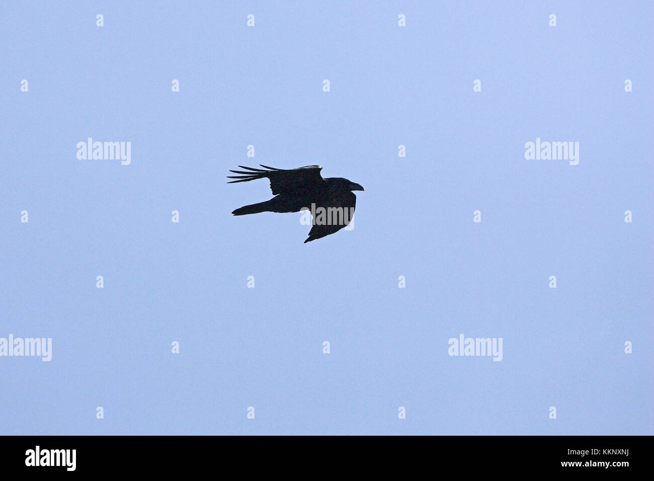 Comune di Corvo imperiale Corvus corax in volo nei pressi di Barcaggio Cap Corse Corsica Francia Foto Stock