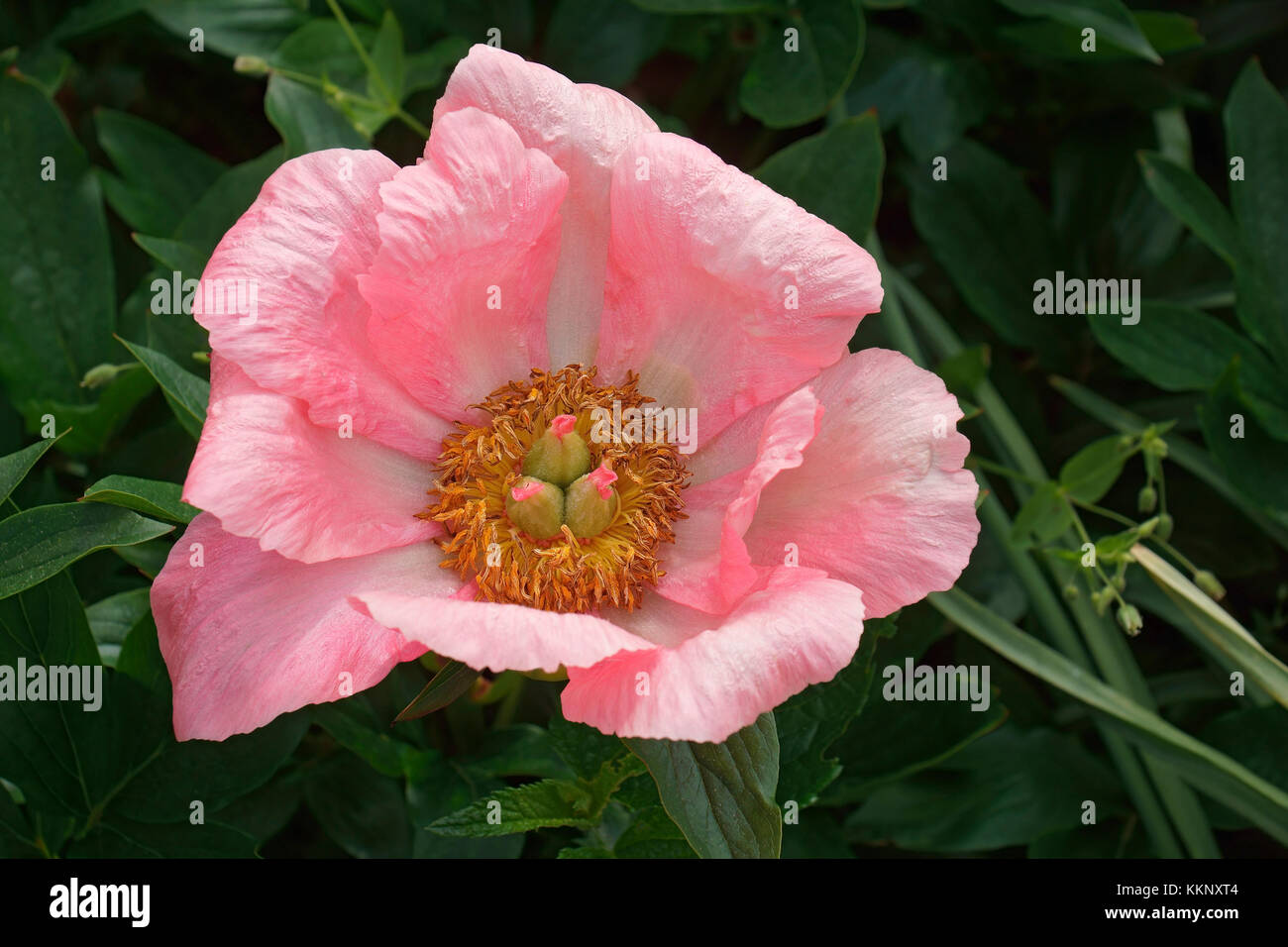 Sorpresa di salmone peonia (Paeonia x sorpresa di salmone) Foto Stock