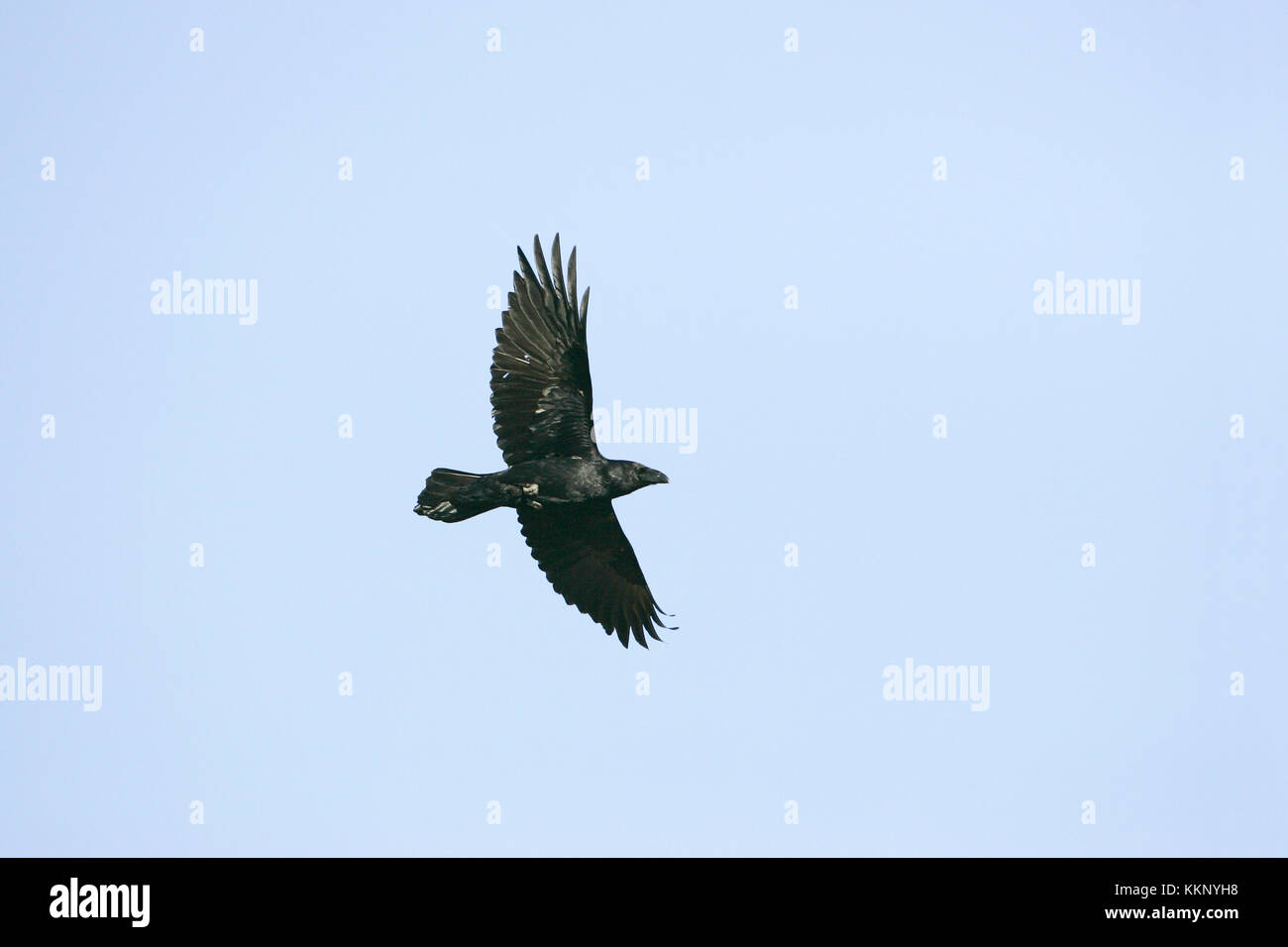 Comune di Corvo imperiale Corvus corax in volo Powys Galles Foto Stock
