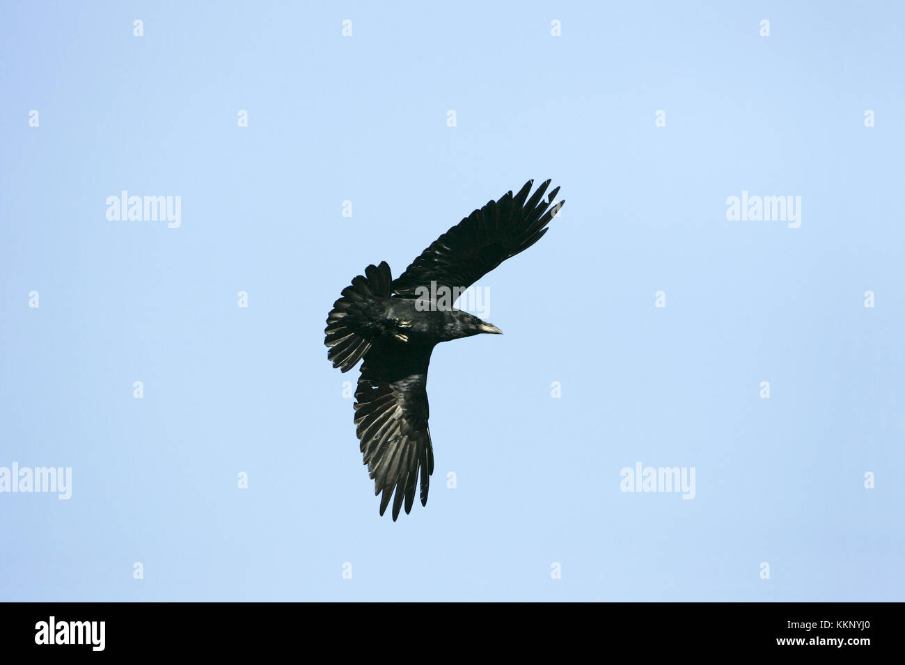 Comune di Corvo imperiale Corvus corax in volo Powys Galles Foto Stock