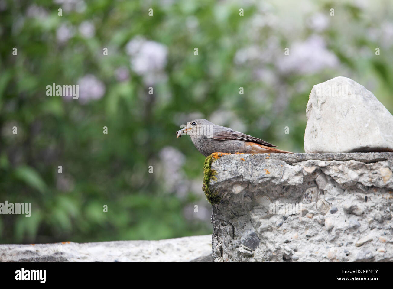 Codirosso spazzacamino Phoenicurus ochruros femmina con cibo per giovani Vercors Francia Foto Stock