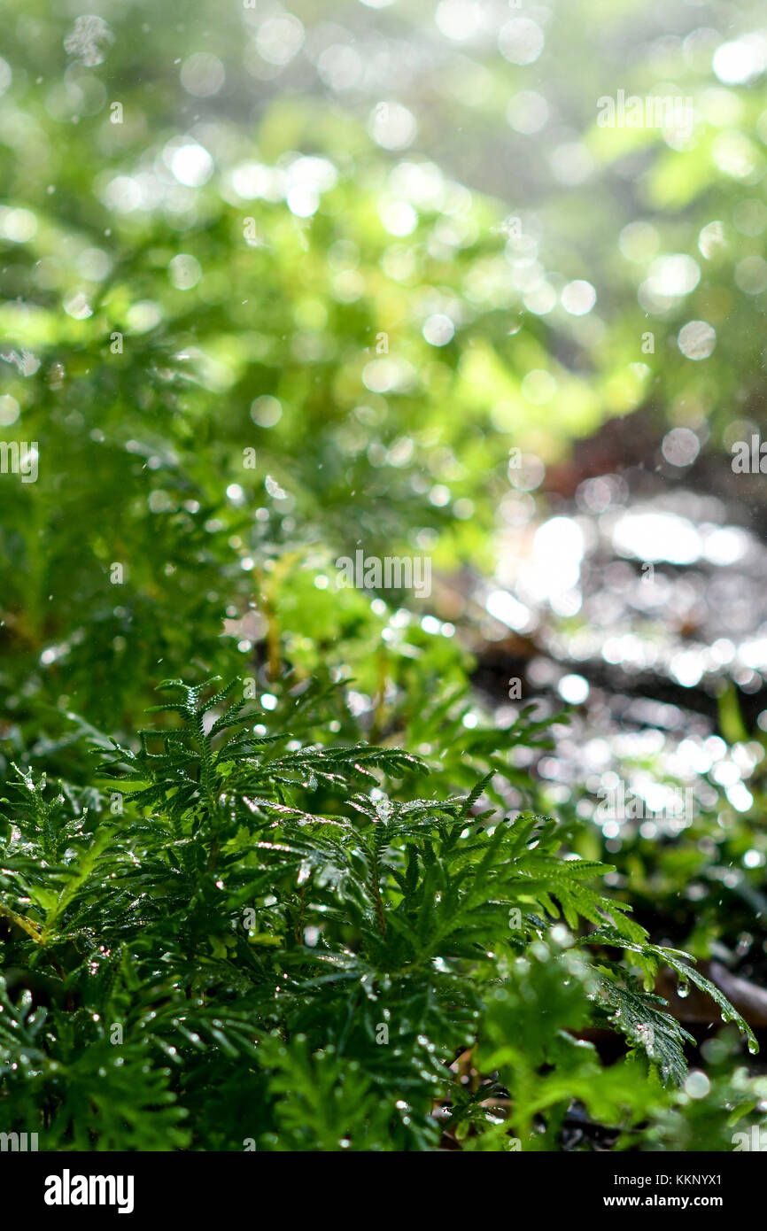 La pioggia di forest floor Foto Stock