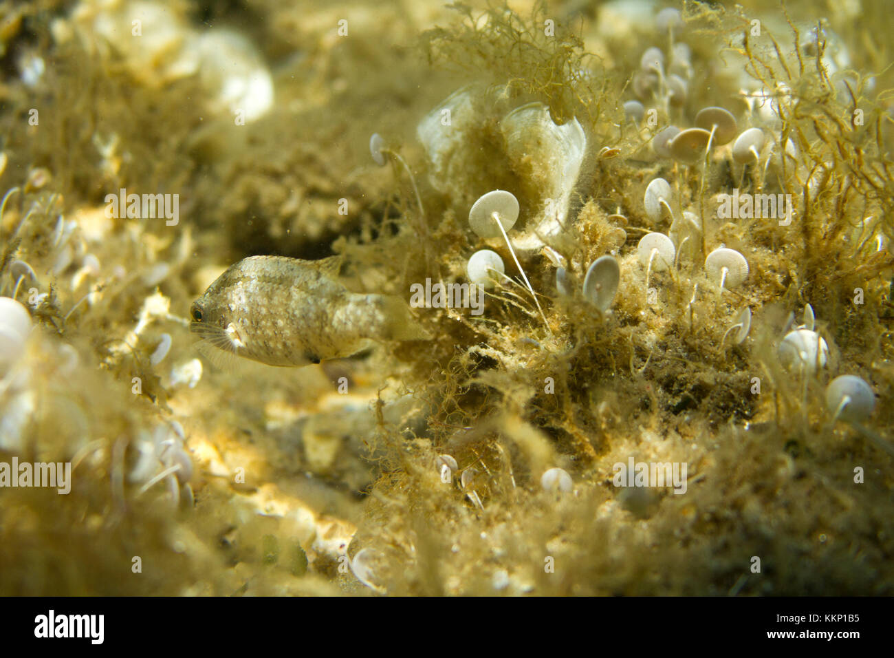 Il piccolo pesce sott'acqua di Iles de Porquerolles, Hyeres Foto Stock