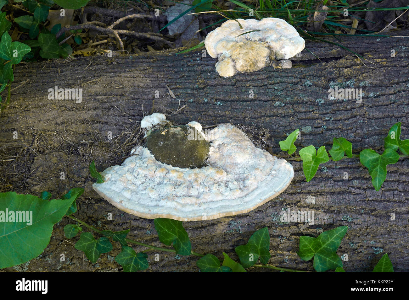 Staffa bitorzoluto (fungo trametes gibbosa) Foto Stock