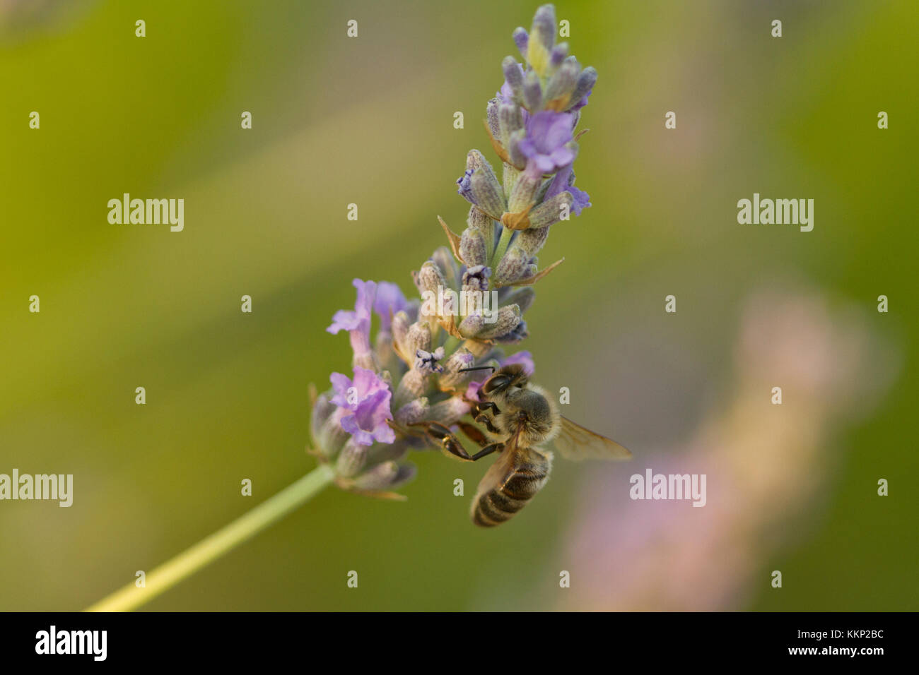Bee impollinatori fiori di lavanda, Provenza, Francia Foto Stock