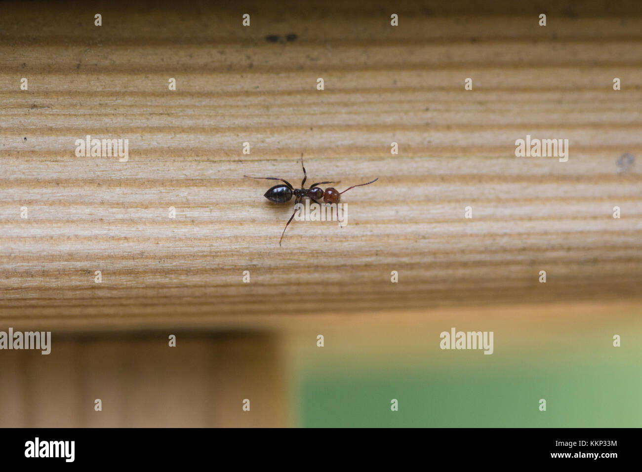 Ant sulla staccionata in legno, Cannes, Francia Foto Stock
