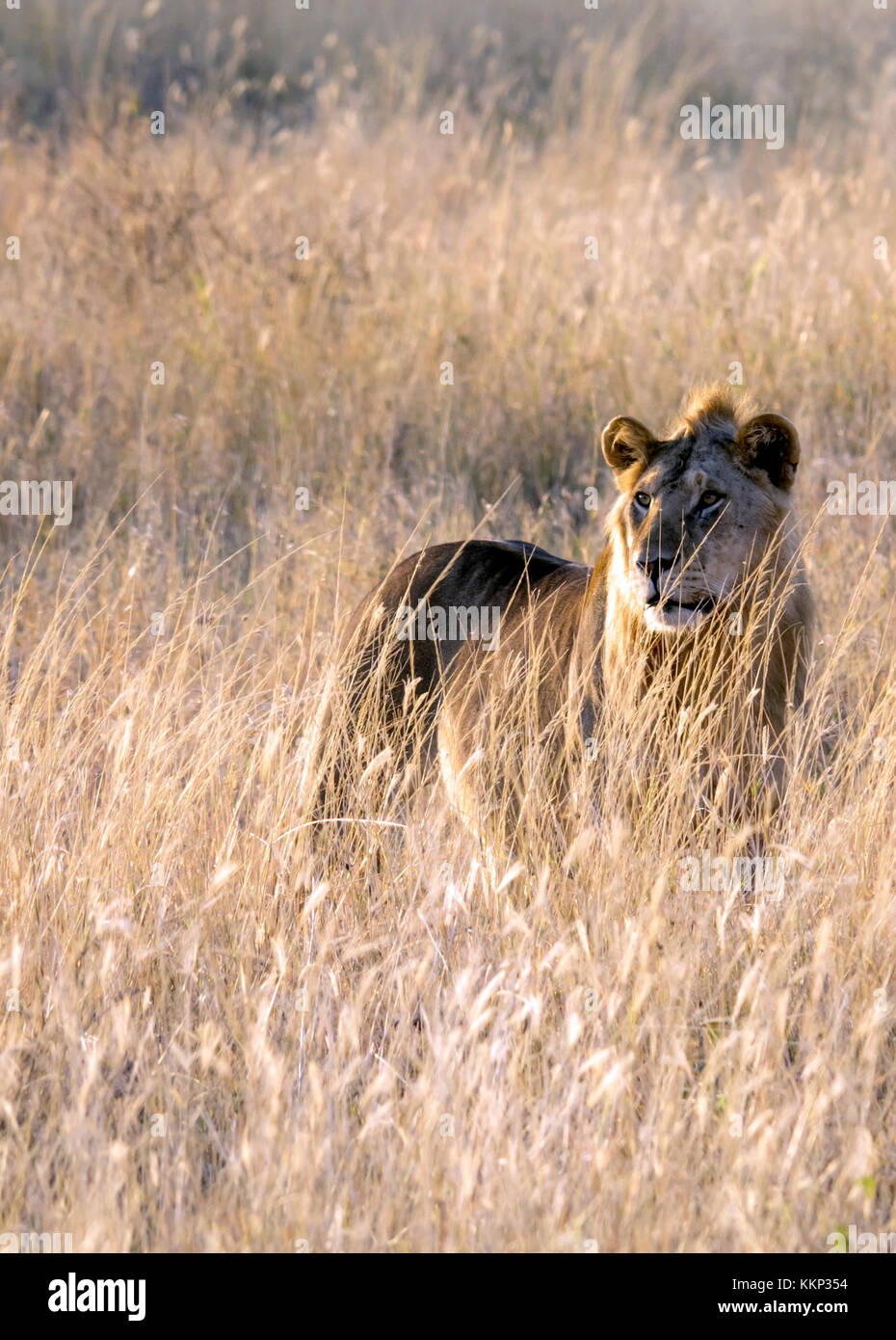 I capretti maschi coetanei lion attraverso la mattina presto savannah erbe in Tanzania centrale della regione di Serengeti Foto Stock