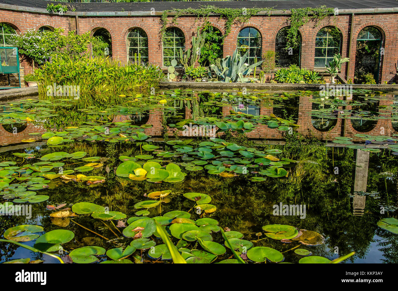 I giardini di Villa Taranto a Verbania sono noti in tutto il mondo per la loro bellezza e il grande numero di specie vegetali che contengono Foto Stock