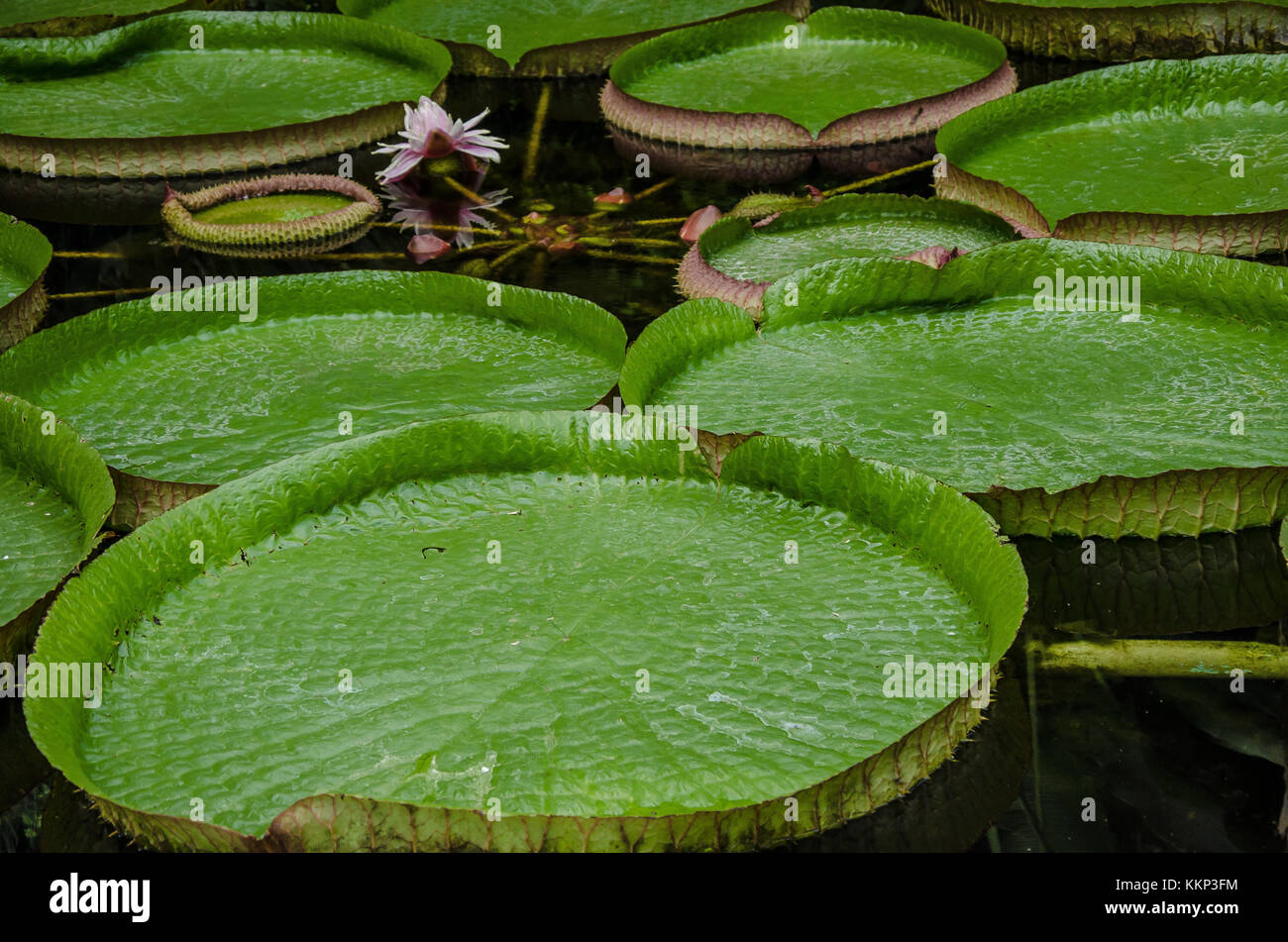 I giardini di Villa Taranto a Verbania sono noti in tutto il mondo per la loro bellezza e il grande numero di specie vegetali che contengono Foto Stock