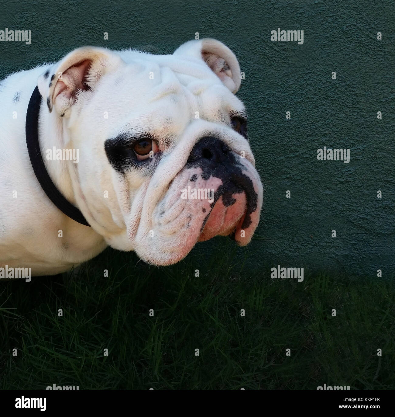 Colpo di testa di un bulldog bianco che indossa il collare nero è in piedi sul prato di fronte di un verde scuro parete in stucco Foto Stock