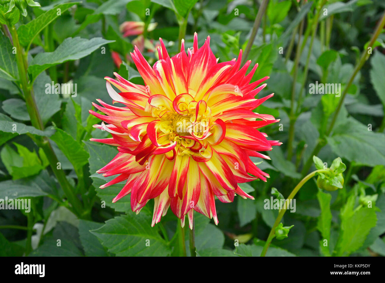 Close up dahlia 'western SPANISH DANCER" in un giardino fiorito Foto Stock