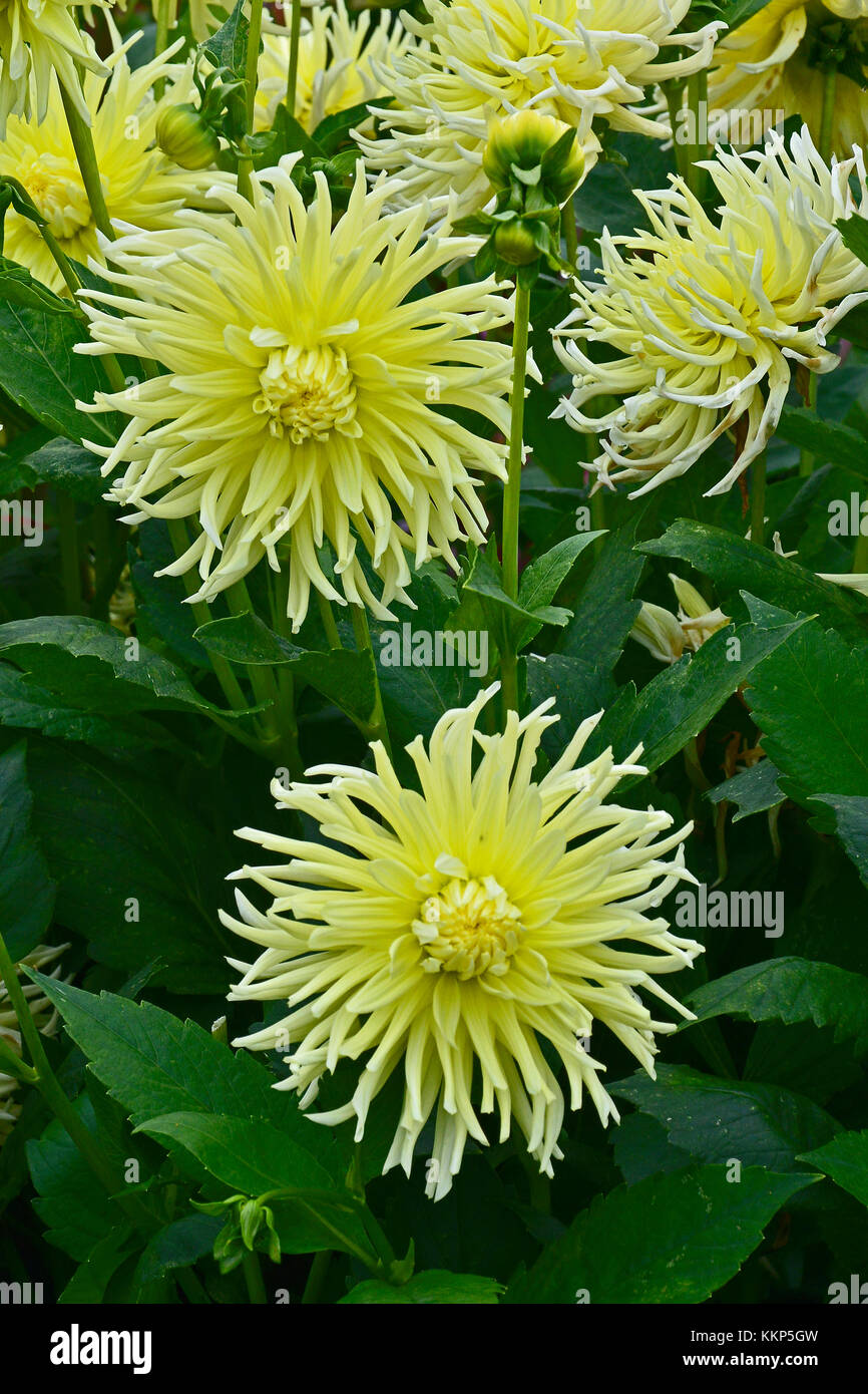 Close up dahlia 'stella gialla' in un confine di fiori di un giardino cottage Foto Stock