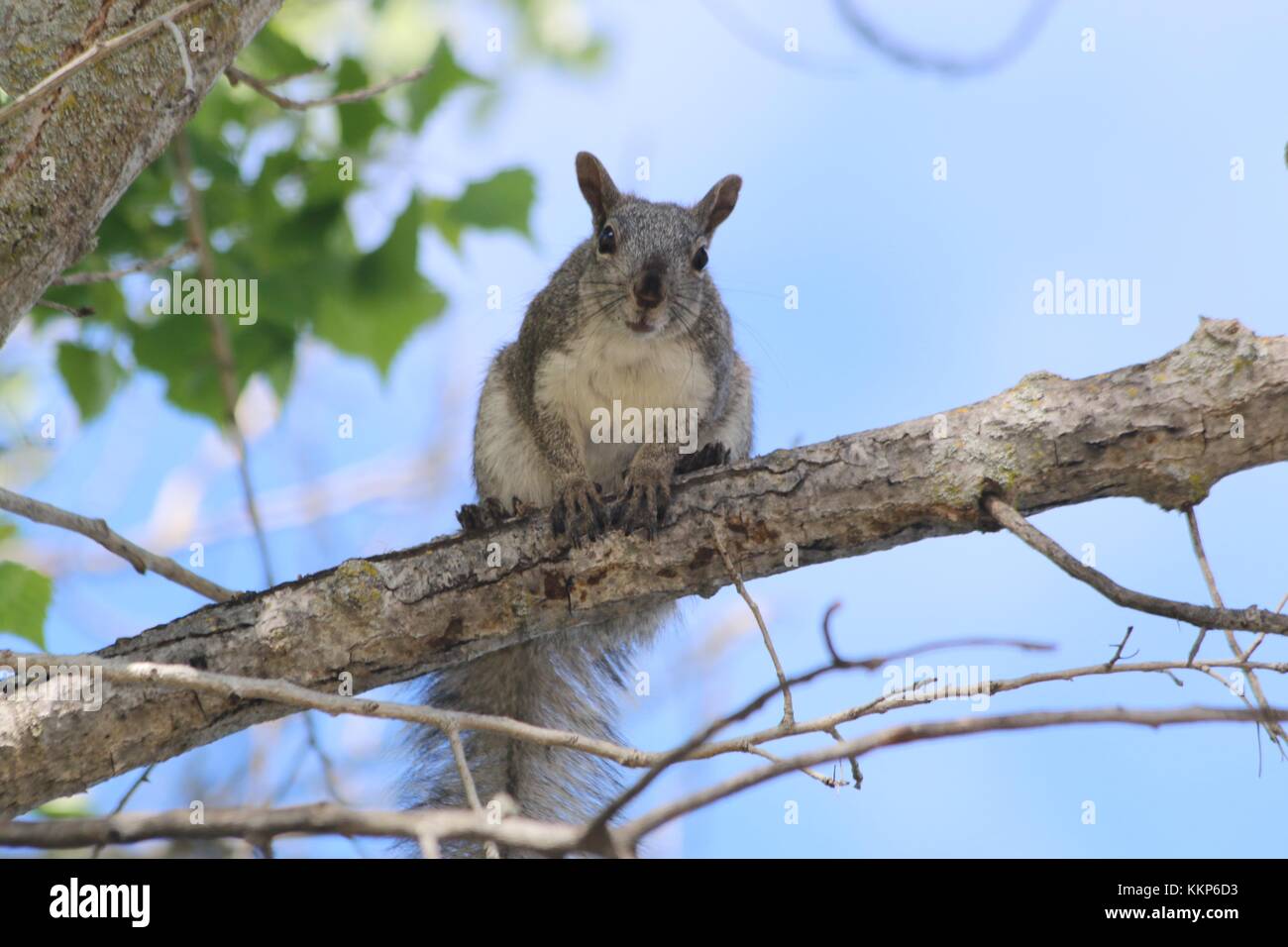 Lo scoiattolo Foto Stock