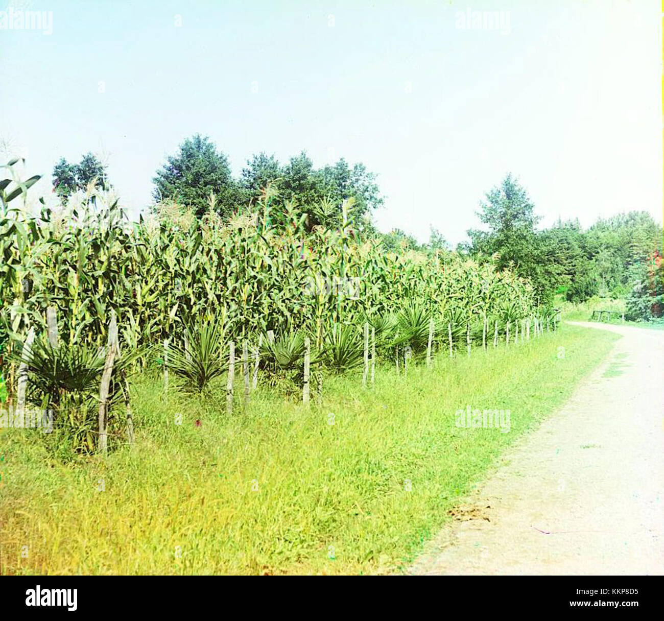La coltivazione del mais a Chakva, Georgia, svolge un ruolo fondamentale nel paesaggio agricolo della regione. L'area è nota per il suo terreno fertile e la produttività agricola. Foto Stock