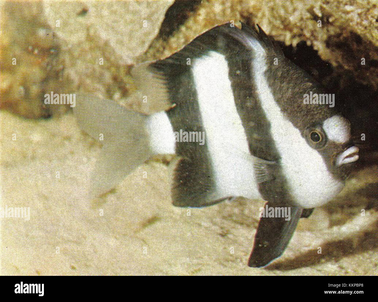 La damigella di Humbug, che si trova nelle acque che circondano le Seychelles, è una specie di pesci marini nota per la sua colorazione vivace e le distintive strisce bianche e nere. Si trova comunemente nelle barriere coralline, giocando un ruolo importante nell'ecosistema locale. Foto Stock