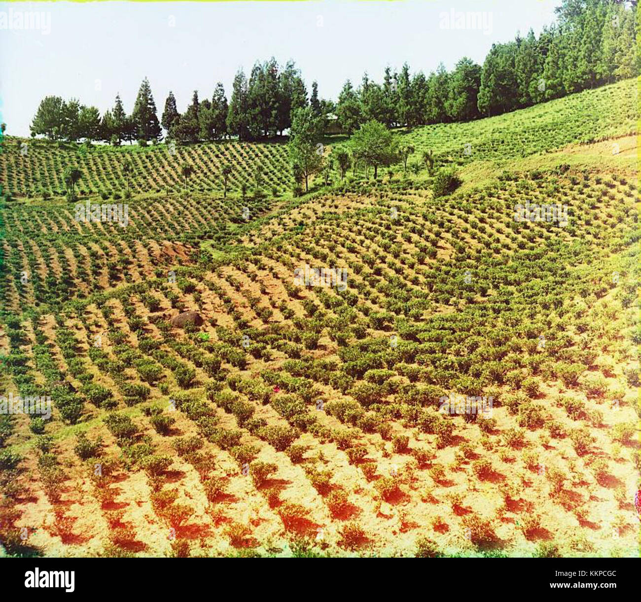Questa fotografia di Sergei Prokudin-Gorsky raffigura piantagioni di tè a Chakva, Georgia, mostrando il paesaggio lussureggiante e lo sviluppo agricolo all'inizio del XX secolo. Foto Stock