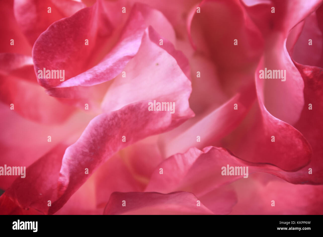 Sfondo di sfocate rosa rosso petali di rosa Foto Stock