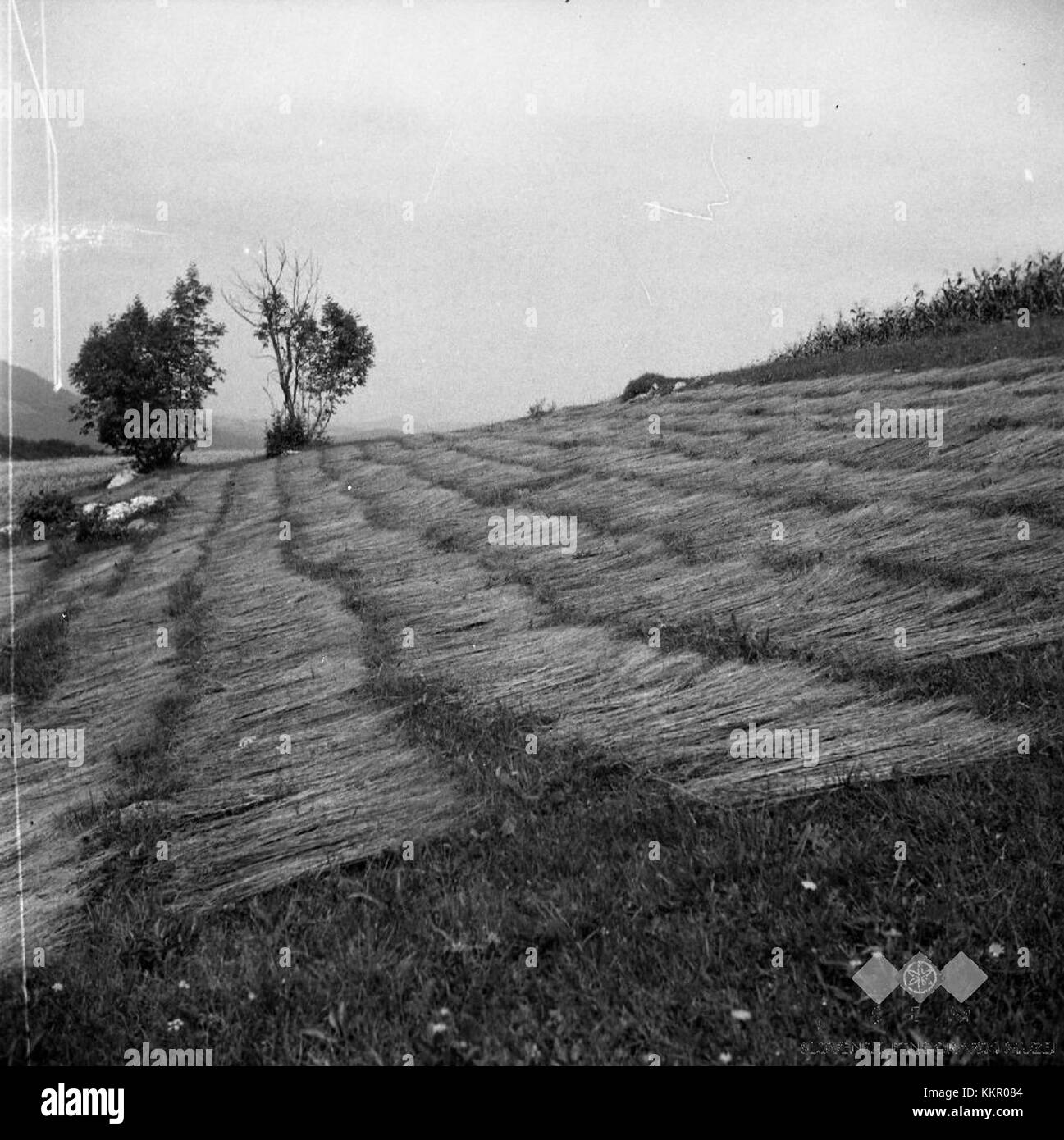 "LAN na travniku, Srednji Lipovec 1957" (lino nel prato, Srednji Lipovec 1957) è un film sloveno che descrive la vita e le tradizioni rurali nella Slovenia della metà del XX secolo. Foto Stock