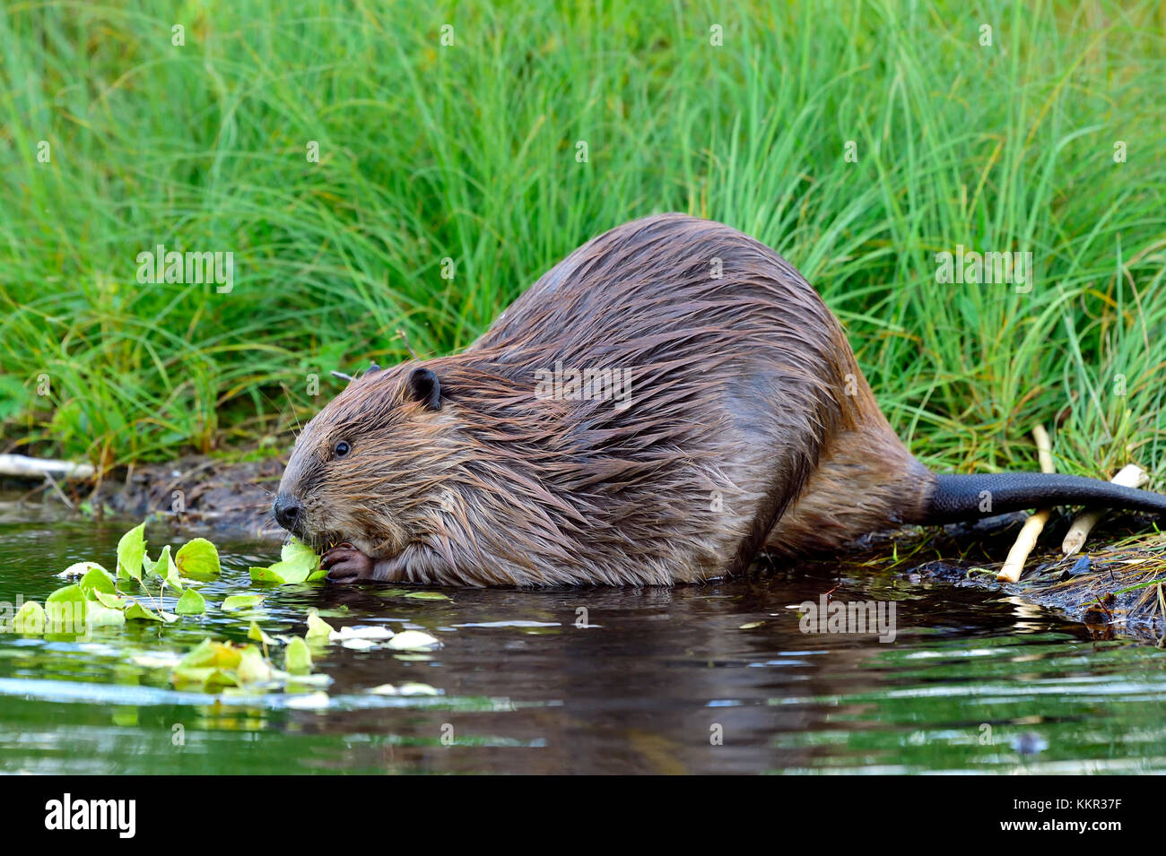 Una vista laterale di un adulto castoro (Canada; canadensis); alimentazione su qualche gara foglie verdi da un aspen ramo di albero sulla riva del suo beaver pond in Foto Stock