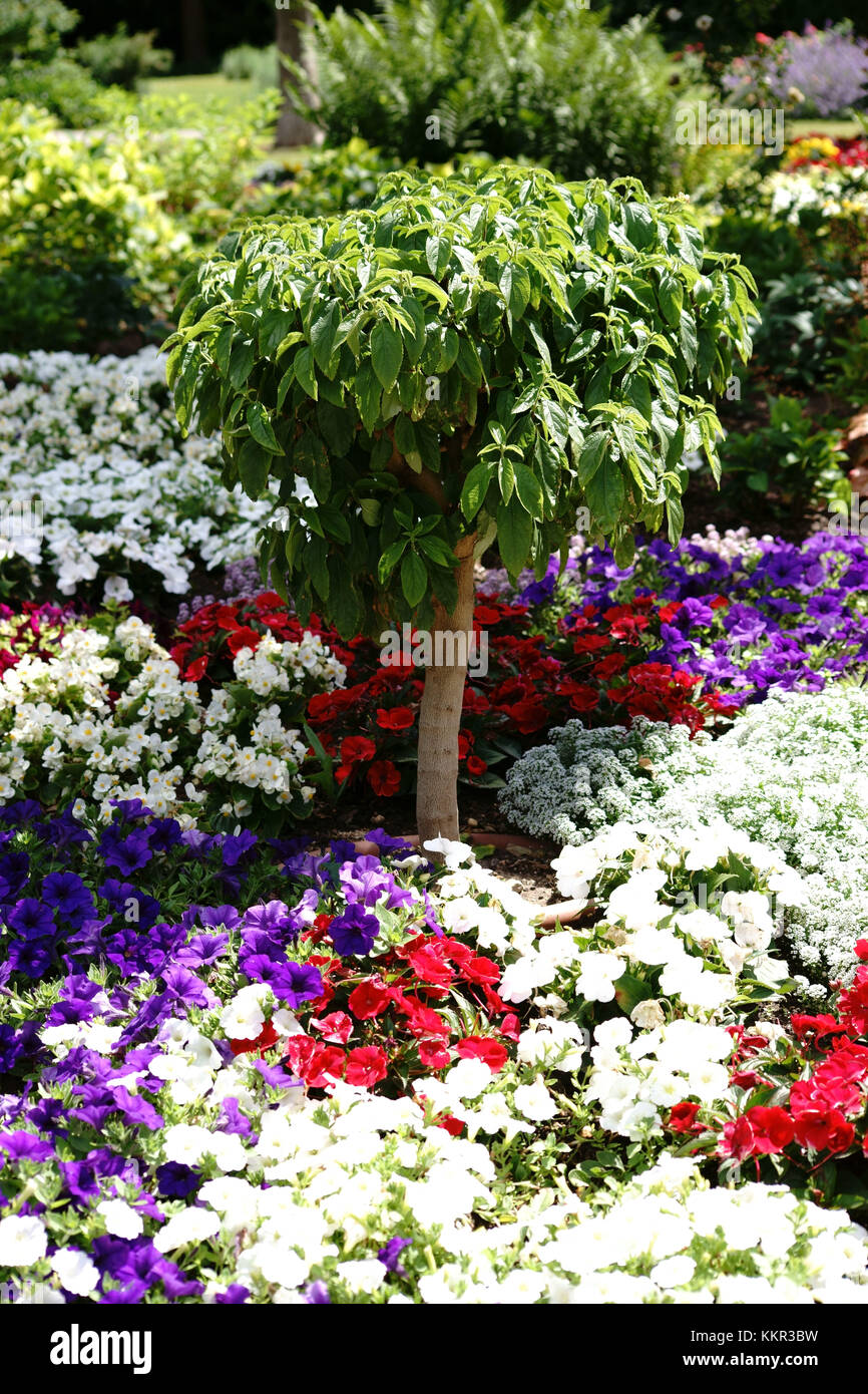 Un piccolo albero ornamentale in piedi in mezzo a un colorato giardino patch con fiori diversi. Foto Stock